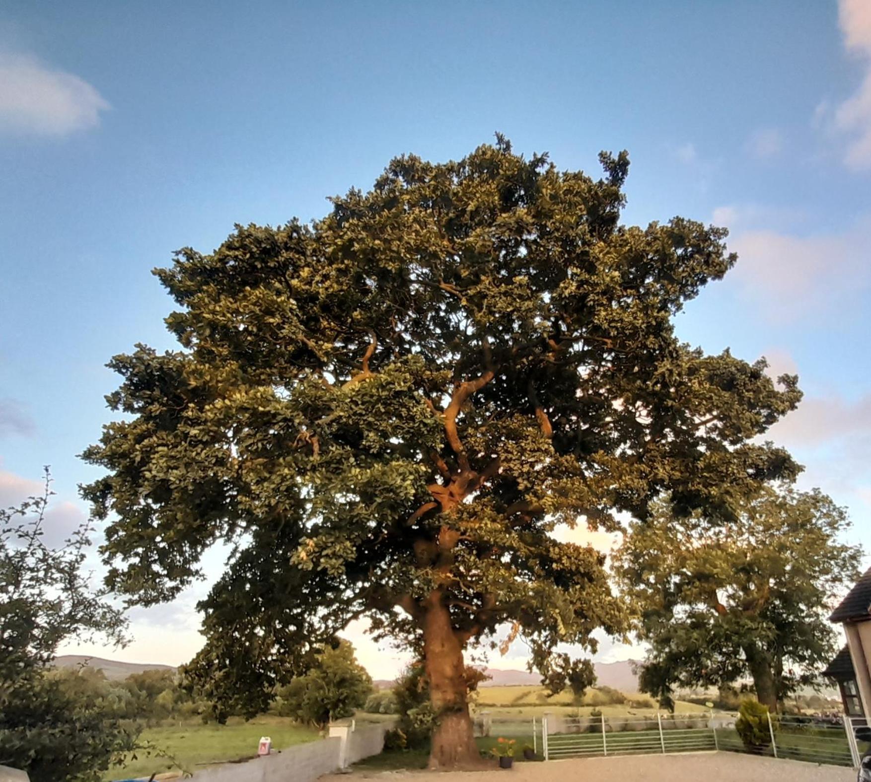 הוילה קאסלוולאן Oaktree Manor מראה חיצוני תמונה